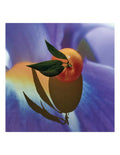 Loewe Solo Elixir 50 ml